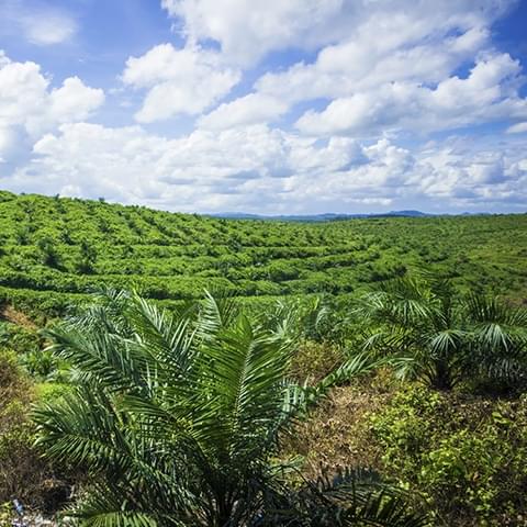Nous sommes membres actifs de la Table ronde pour une huile de palme durable (RSPO)