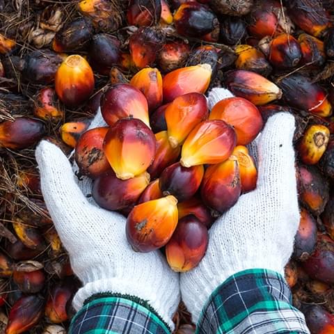Nous sommes des pionniers dans l'utilisation de l'huile de palme durable selon les critères établis par le World Wildlife Fund (WWF)